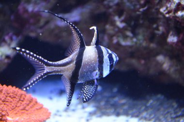 Akvaryum tropikal balık, Berlin