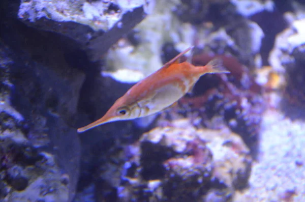 Тропічна Риба Акваріумі Берлін — стокове фото