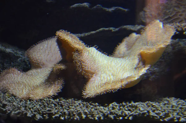 在德国柏林水族馆珊瑚 — 图库照片