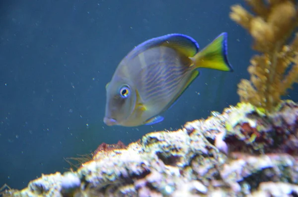 Peixes Tropicais Aquário Berlim — Fotografia de Stock