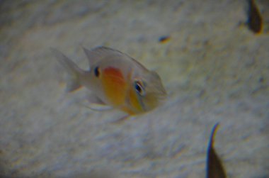 Akvaryum tropikal balık, Berlin