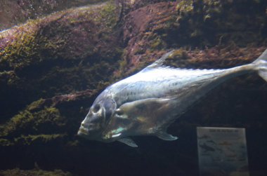 Kilitleme balık Selene dorsalis Atlantic, akvaryum Berlin Almanya