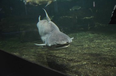 Akvaryum tropikal balık, Berlin