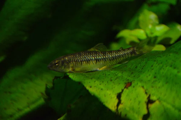 Peces Tropicales Acuario Berlín — Foto de Stock