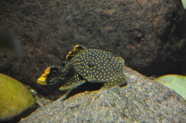 Peixes Tropicais Aquário Berlim — Fotografia de Stock