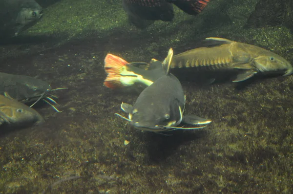 Peixes Tropicais Aquário Berlim — Fotografia de Stock