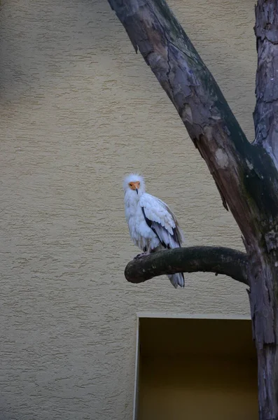 Abutre Egípcio Uma Falcoaria — Fotografia de Stock