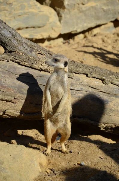 Meerkat Surikate Zoo Francfort — Photo