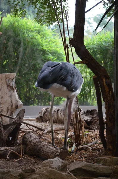 Marabou Africano Leptoptilos Crumeniferus Zoológico Frankfurt — Fotografia de Stock