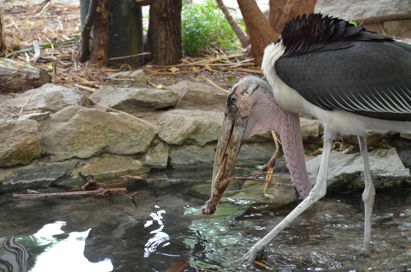 Marabou Africano Leptoptilos Crumeniferus Zoológico Frankfurt — Fotografia de Stock