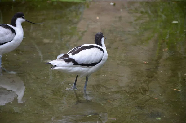 Pied Avocet Recurvirostra Avosetta Στο Ζωολογικό Κήπο Της Φρανκφούρτης — Φωτογραφία Αρχείου