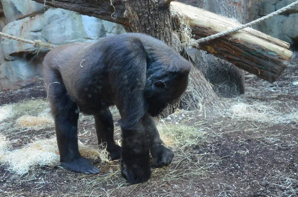 Gorilla Gorilla Gorilla Frankfurter Zoo — Stockfoto