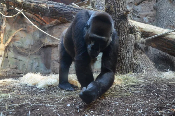 Gorilla Gorilla Gorilla Frankfurter Zoo — Stockfoto