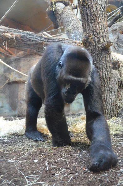 Gorila Gorila Gorila Zoológico Frankfurt — Fotografia de Stock