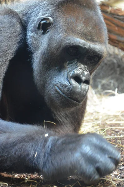 Gorilla Gorilla Gorilla Zoológico Frankfurt — Foto de Stock