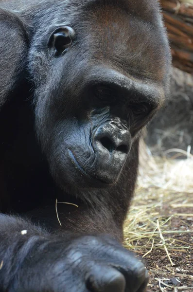 Gorilla Gorilla Gorilla Zoológico Frankfurt — Foto de Stock