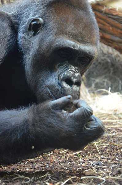 Goryl Gorilla Goryl Zoo Frankfurcie — Zdjęcie stockowe