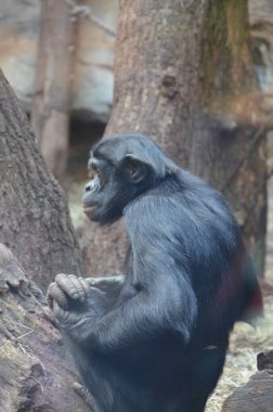 Bonobo (Pan paniscus), Frankfurt hayvanat bahçesi