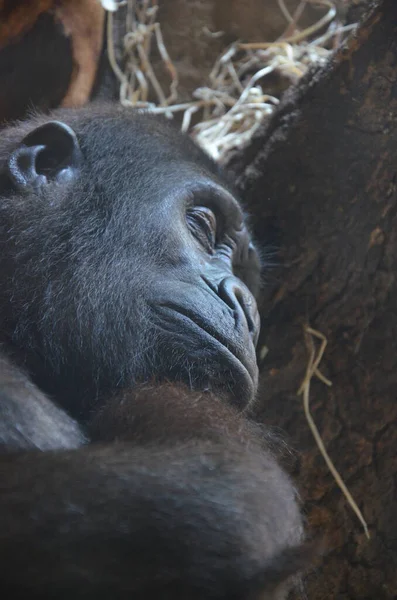 Gorilla Gorilla Gorilla Zoológico Frankfurt — Foto de Stock