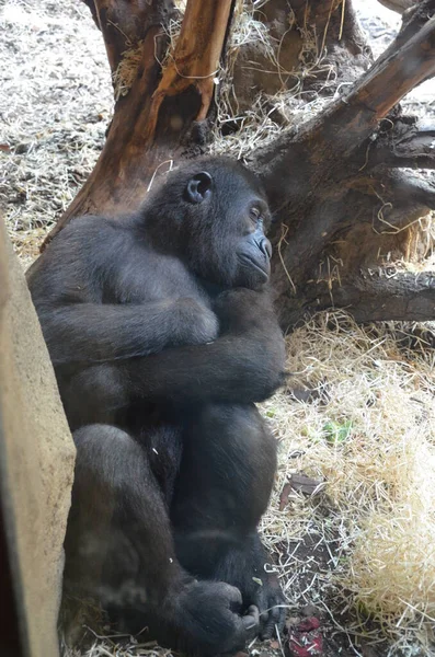 Gorilla Gorilla Gorilla Frankfurter Zoo — Stockfoto