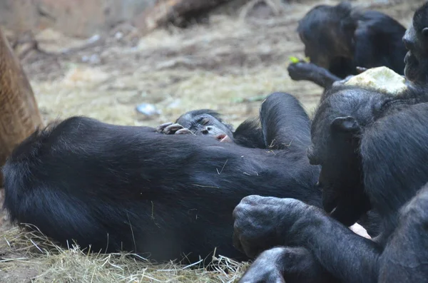 Bonobo Pan Paniscus Zoo Frankfurt — Stockfoto
