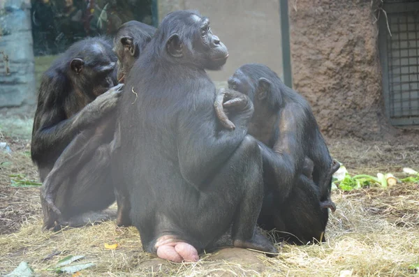Bonobo Pan Paniscus Zoo Frankfurtu Nad Mohanem — Stock fotografie
