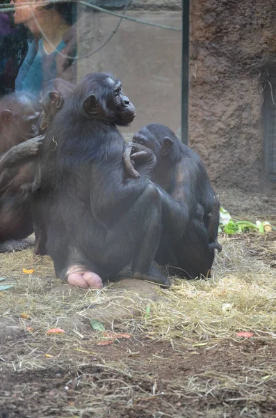 Bonobo Pan Paniscus Zoológico Frankfurt — Foto de Stock