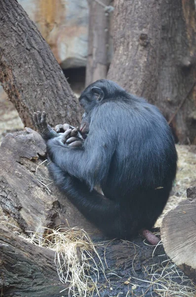 Bonobo Pan Paniscus Zoo Frankfurcie — Zdjęcie stockowe