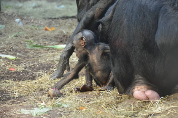 Bonobo Pan Paniscus Zoo Frankfurtu Nad Mohanem — Stock fotografie