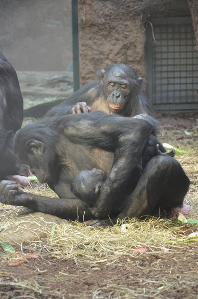 Bonobo Pan Paniscus Zoológico Frankfurt — Foto de Stock