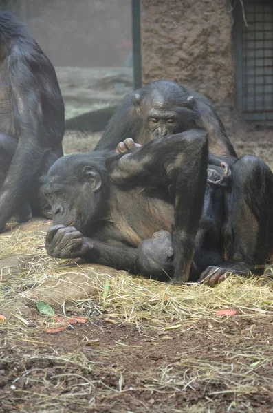 Bonobo Pan Paniscus Zoológico Frankfurt — Foto de Stock