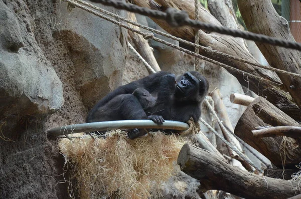 Gorilla Gorilla Gorilla Frankfurter Zoo — Stockfoto