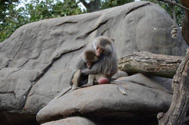 Vahşi Hamadryas babunu, Frankfurt hayvanat bahçesi (Almanya)