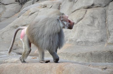Vahşi Hamadryas babunu, Frankfurt hayvanat bahçesi (Almanya)