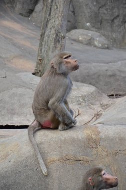 Vahşi Hamadryas babunu, Frankfurt hayvanat bahçesi (Almanya)