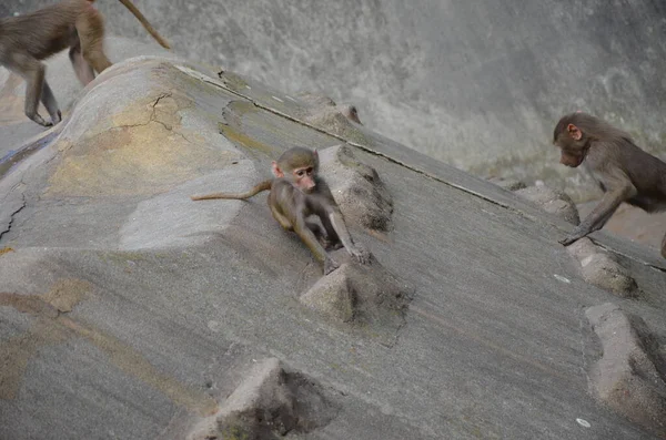 Divoký Pavián Hamadryas Zoologická Zahrada Frankfurtu Německo — Stock fotografie