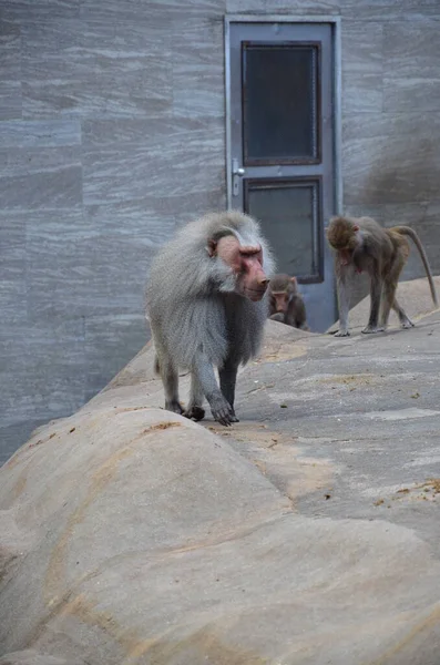 Wild Hamadryas Babuíno Zoológico Frankfurt Alemanha — Fotografia de Stock