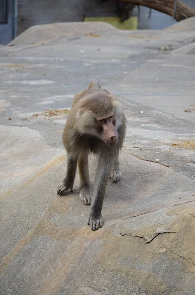 Wild Hamadryas Baviaan Dierentuin Van Frankfurt Duitsland — Stockfoto