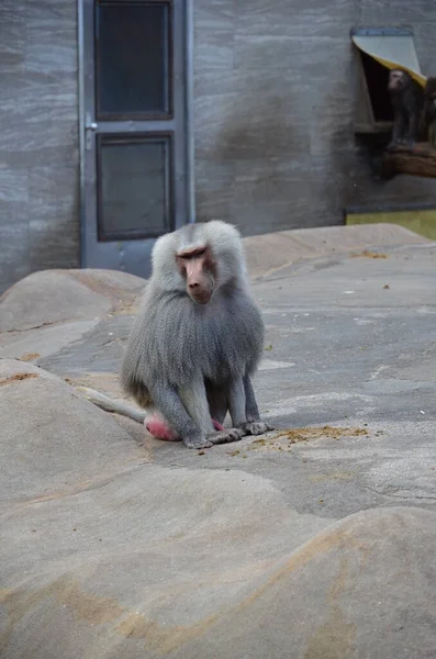 Wild Hamadryas Baviaan Dierentuin Van Frankfurt Duitsland — Stockfoto