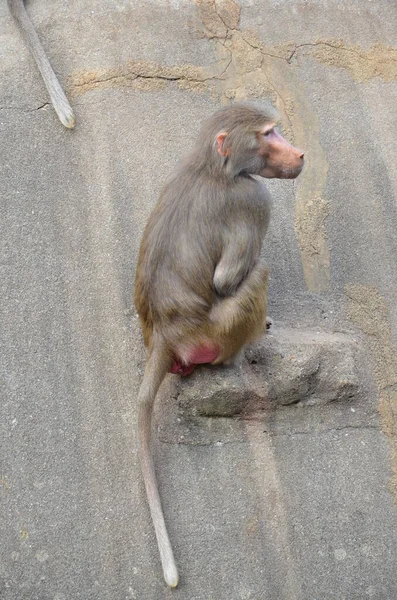 Wild Hamadryas Baviaan Dierentuin Van Frankfurt Duitsland — Stockfoto