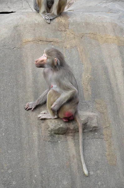 Wild Hamadryas Baboon Kebun Binatang Frankfurt Jerman — Stok Foto