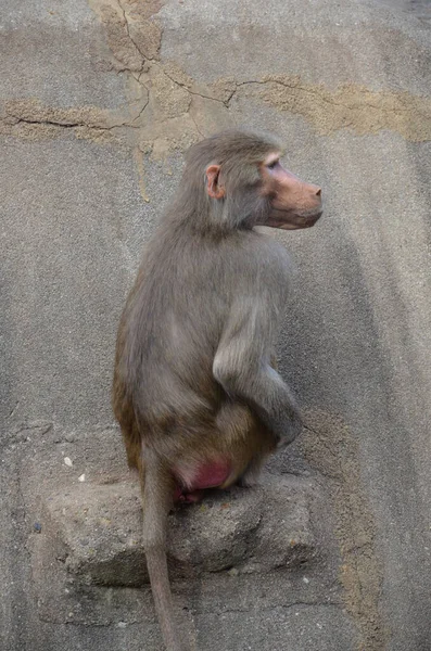 Wild Hamadryas Baviaan Dierentuin Van Frankfurt Duitsland — Stockfoto