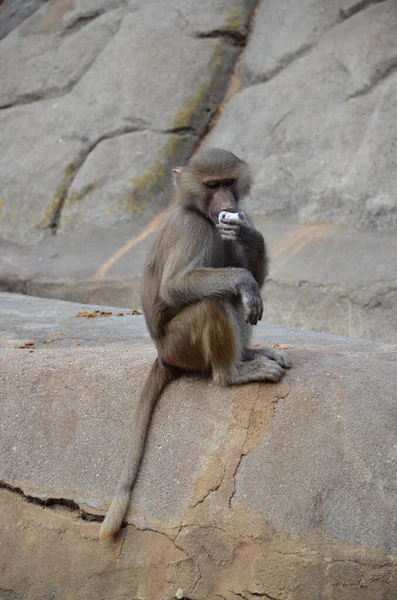 フランクフルトの動物園 ワイルド ハマドリアス バブーン ドイツ — ストック写真