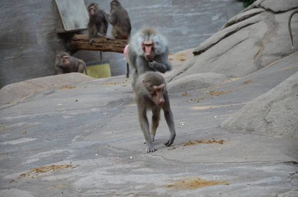 Wild Hamadryas Baboon Kebun Binatang Frankfurt Jerman — Stok Foto