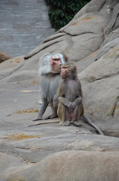 Wild Hamadryas Baboon Kebun Binatang Frankfurt Jerman — Stok Foto