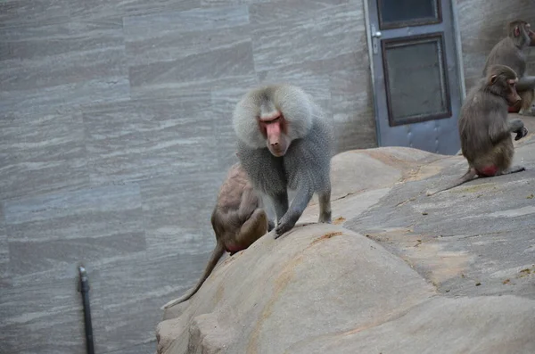 Wild Hamadryas Baboon Kebun Binatang Frankfurt Jerman — Stok Foto