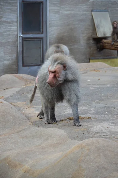 Wild Hamadryas Baboon Kebun Binatang Frankfurt Jerman — Stok Foto