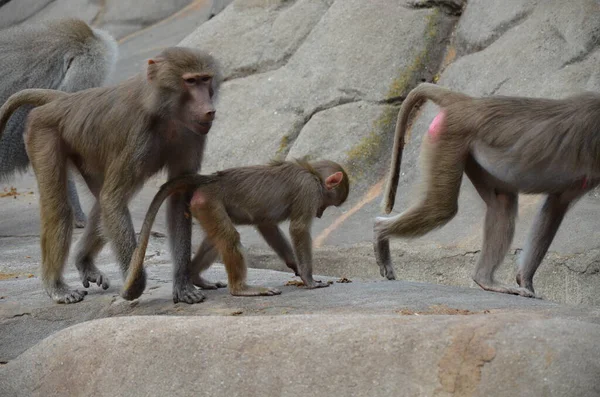 stock image Wild Hamadryas baboon, zoo of Frankfurt (Germany)