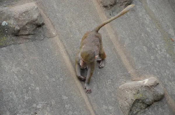 Wild Hamadryas Babuíno Zoológico Frankfurt Alemanha — Fotografia de Stock