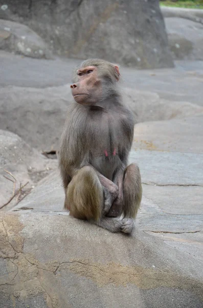 Salvaje Hamadryas Babuino Zoológico Frankfurt Alemania — Foto de Stock